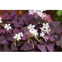 OXALIS TRIANGULARIS -...