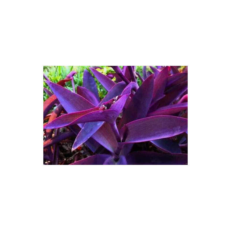 Bouture de Misère pourpre, TRADESCANTIA PALLIDA 'PURPUREA