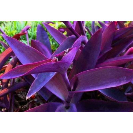 Bouture de Misère pourpre, TRADESCANTIA PALLIDA 'PURPUREA