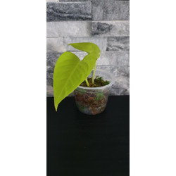 Scindapsus pothos neon