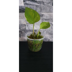 Pothos Scindapsus aureus