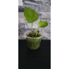 Pothos Scindapsus aureus