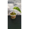 Pothos Scindapsus aureus