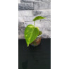 Pothos Scindapsus aureus