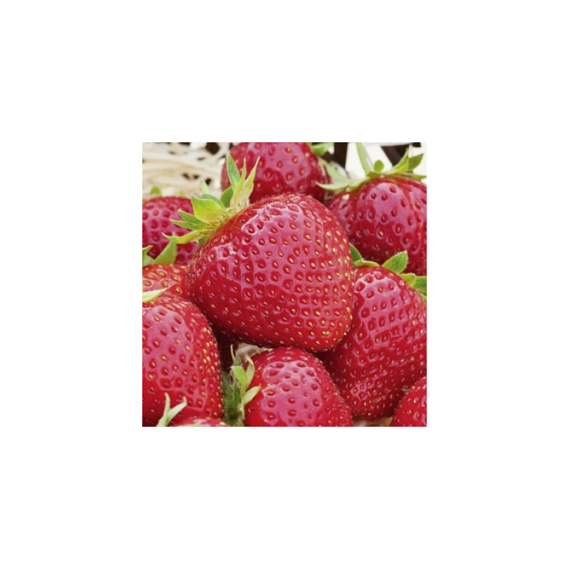 Plants de fraises remontants bio