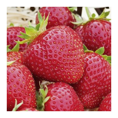 Plants de fraises remontants bio