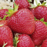 Plants de fraises remontants bio