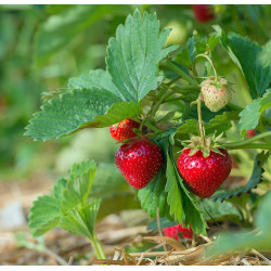 Plants de fraises remontants bio