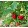 Plants de fraises remontants bio